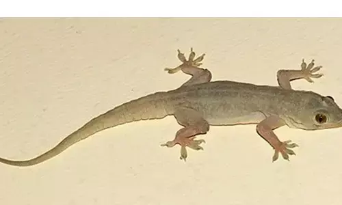 अगर घर में ऐसे दिखाई दे छिपकली तो हो जाएं सावधान, होने वाला है कुछ ऐसा!