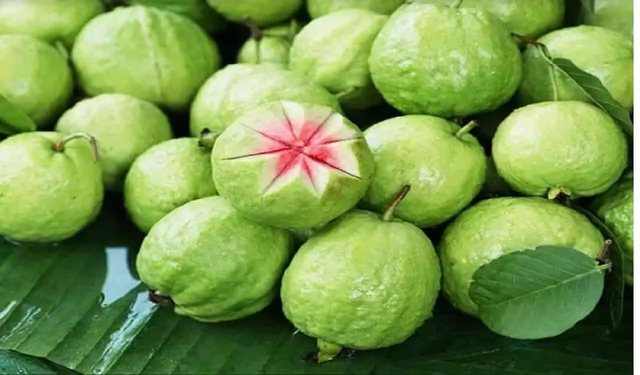 Guavas Benefits:  जुकाम के समय अमरूद खाना चाहिए या नहीं, जाने