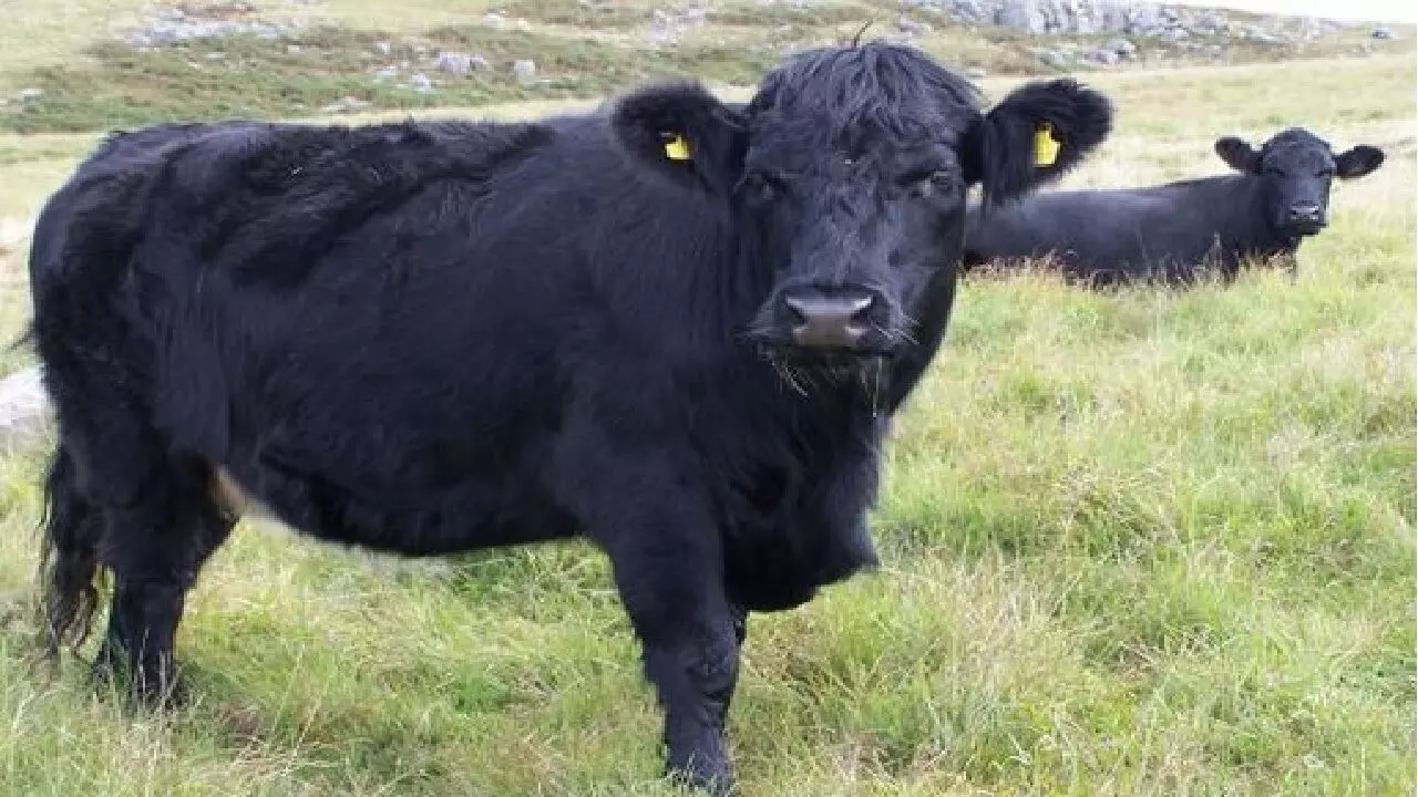 आज के दिन अगर दिख गई आपको ये चीज़े तो मच जाएगा बवाल, जानिए ! आज के दिन अगर दिख गई आपको ये चीज़े तो मच जाएगा बवाल, जानिए !