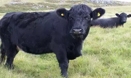 आज के दिन अगर दिख गई आपको ये चीज़े तो मच जाएगा बवाल, जानिए !