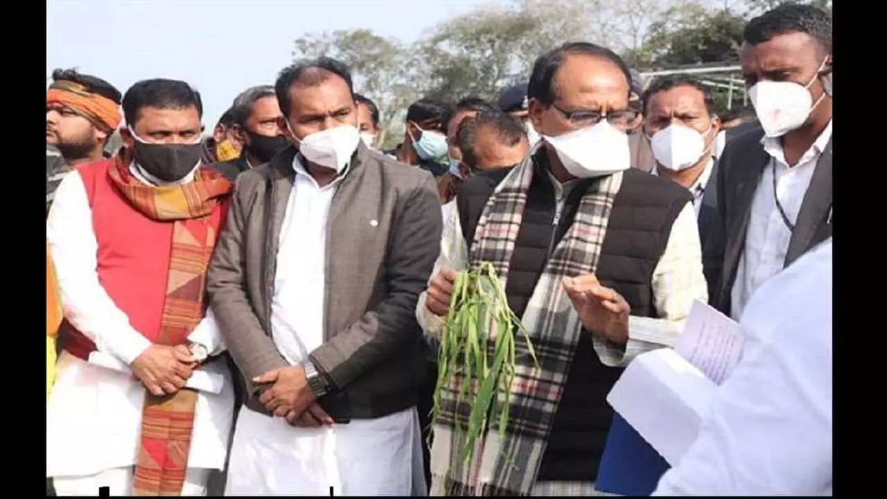 मध्य प्रदेश के किसानों के लिए बड़ी खुशखबरी, ओलावृष्टि से नुकसान की भरपाई करेगी सरकार