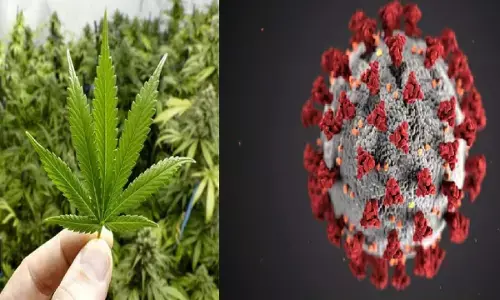 कोरोना को रोकने में रामबाण साबित होगा भांग, रिसर्च में दावा!