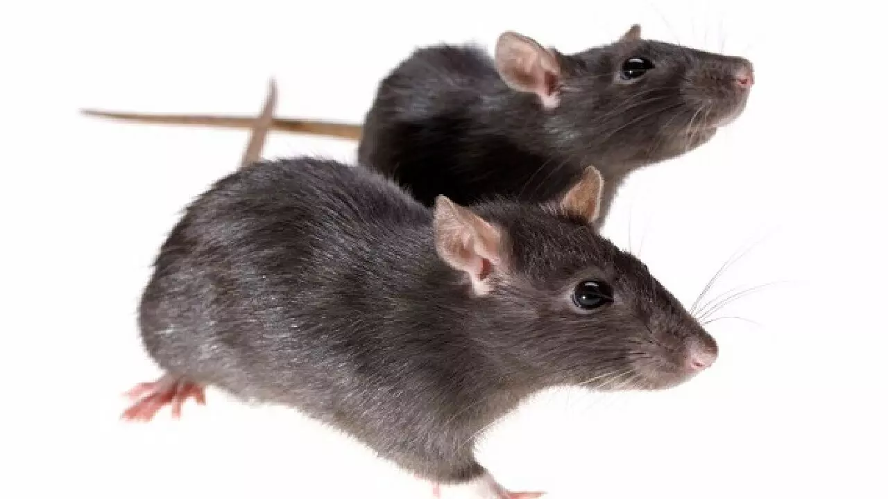 घर में चूहों की संख्या बढ़ने से मिलते हैं कई शुभ-अशुभ संकेत, ये खबर पढ़ कांप उठेगी रूह, जानिए!