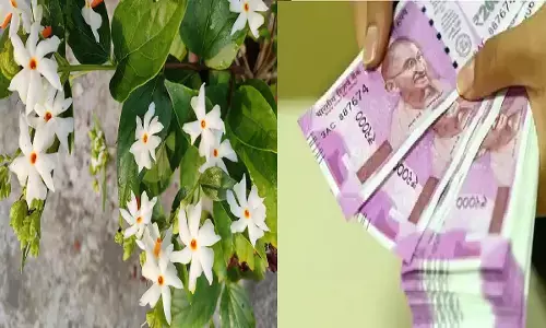 स्वर्ग से आया है ये पौधा, घर में लगाने से बन जाएंगे अरबो-खरबो के मालिक, हर राज्य में होगी आपकी प्रापर्टी, जानिए!