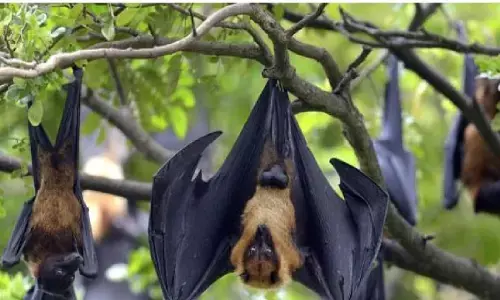 अगर आपके घर या आँगन में प्रवेश कर रहे है चमगादड़ तो मचेगी तबाही, जानिए! अगर आपके घर या आँगन में प्रवेश कर रहे है चमगादड़ तो मचेगी तबाही, जानिए!