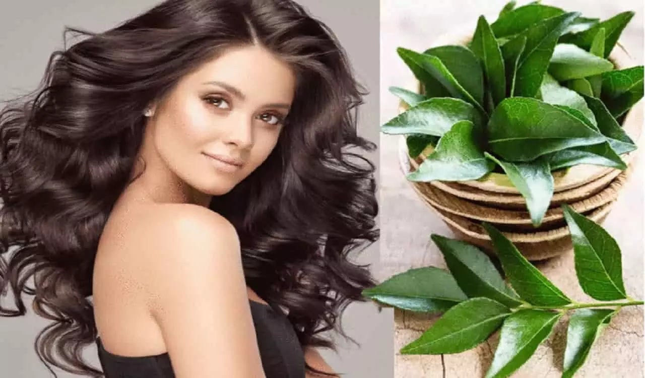 Curry Leaves Hair care: बालों को झड़ने एवं सफेद होने से बचाये करी पत्ता