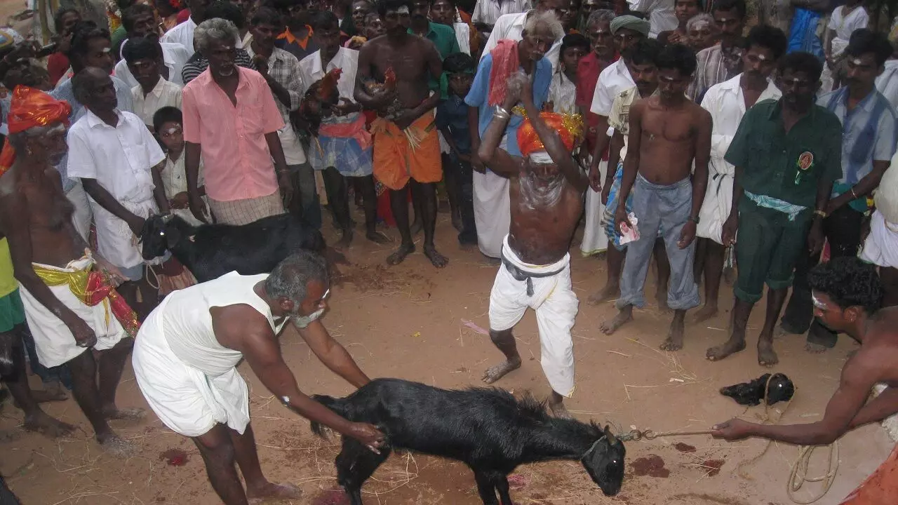 यह डरावना है: आंध्र प्रदेश में एक शख्स ने बकरी की जगह इंसान की बलि चढ़ा दी