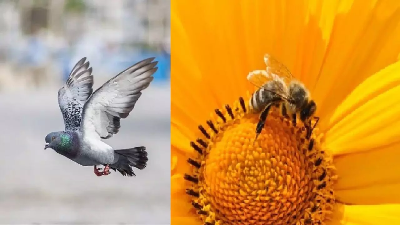 यदि आपके घर में गौरेया, मधुमक्खी या कबूतर ने बना लिया है घोंसला तो ये खबर पढ़ हिल जाएंगे आप, जानिए!