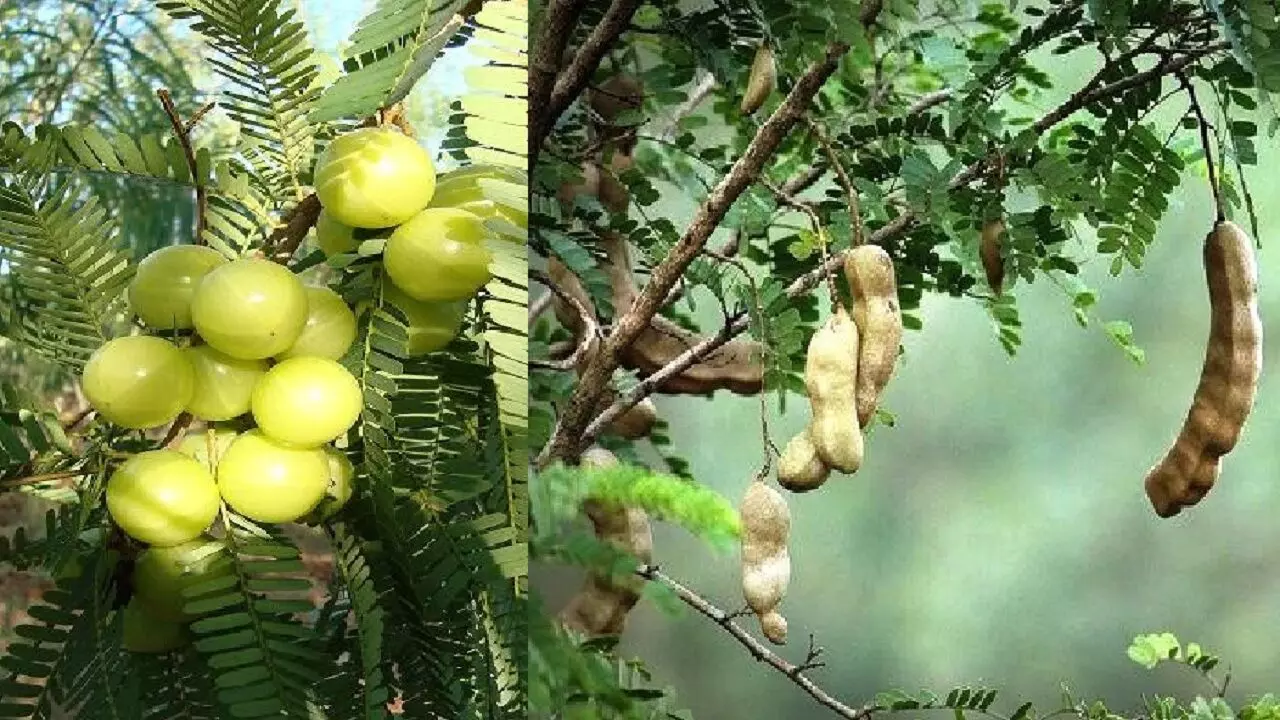 अगर आप धोखे से घर में लगा लिए ये पौधे तो जिंदगी हो जाएंगी नरक, जानिए!