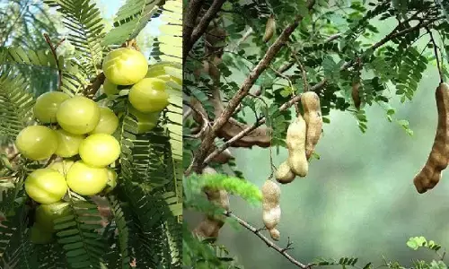 अगर आप धोखे से घर में लगा लिए ये पौधे तो जिंदगी हो जाएंगी नरक, जानिए!