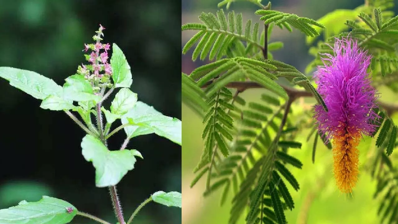 इन पेड़ो में देवता करते है वास, अगर आपके घर में है ऐसे पौधे तो बनी रहेगी खुशहाली, मुसीबते होंगी दूर