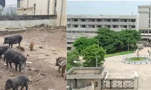 रीवा: संजय गांधी अस्पताल परिसर में घूम रहे सुअर, शिकायत के बाद भी  नहीं हो रहा समस्या का निराकरण