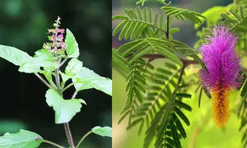 इन पेड़ो में देवता करते है वास, अगर आपके घर में है ऐसे पौधे तो बनी रहेगी खुशहाली, मुसीबते होंगी दूर