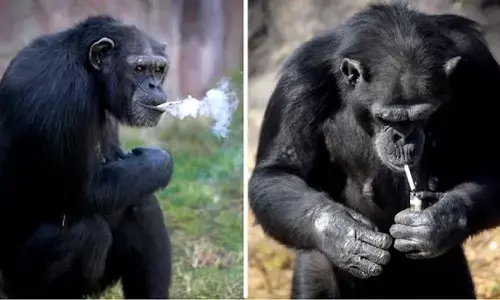 कभी देखा है सुट्टा जलाने वाला चिम्पैंजी, दिन में 2 पैकेट ऐसे ही खत्म कर देता था कभी देखा है सुट्टा जलाने वाला चिम्पैंजी, दिन में 2 पैकेट ऐसे ही खत्म कर देता था