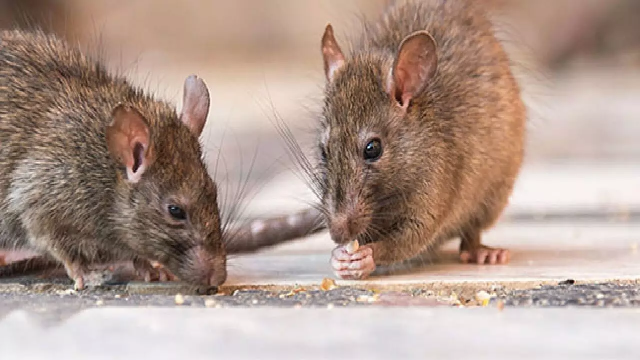 यदि आपके घर में बहुत सारे चूहों ने बना लिया है बड़े-बड़े बिल तो आपके साथ होने वाला है कुछ ऐसा कि सब कुछ हो जायेगा तबाह, जानिए!