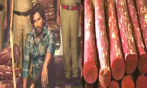 क्या है लाल सोना और ये कितना कीमती होता है, पुष्पा फिल्म इसी पर बेस्ड है