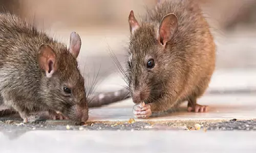 यदि आपके घर में बहुत सारे चूहों ने बना लिया है बड़े-बड़े बिल तो आपके साथ होने वाला है कुछ ऐसा कि सब कुछ हो जायेगा तबाह, जानिए! यदि आपके घर में बहुत सारे चूहों ने बना लिया है बड़े-बड़े बिल तो आपके साथ होने वाला है कुछ ऐसा कि सब कुछ हो जायेगा तबाह, जानिए!