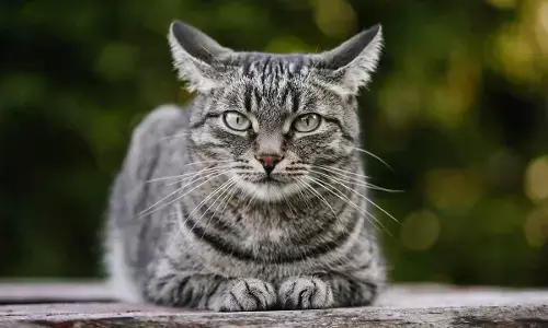 Cats Unkown Facts Cat has hidden these amazing secrets