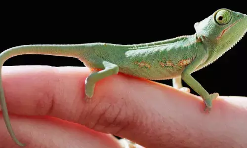 अगर ये गलतियां कि तो अगले जन्म में बनेगे इस तरह के जानवर, जानिए!