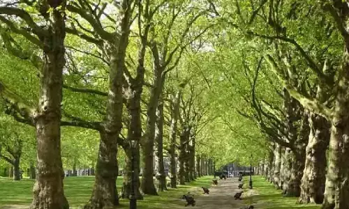 Sarkari Yojana: खेत में पेड़ लगाने पर सरकार दे रही 10 हजार रूपये, जानिए!