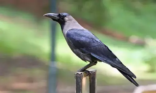 ऐसा काम करेंगे तो अगले जन्म में बनेगे कौआ