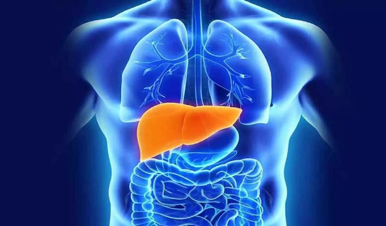 इन चीजों का सेवन करने से होता है लीवर को नुकसान इन चीजों का सेवन करने से होता है लीवर को नुकसान