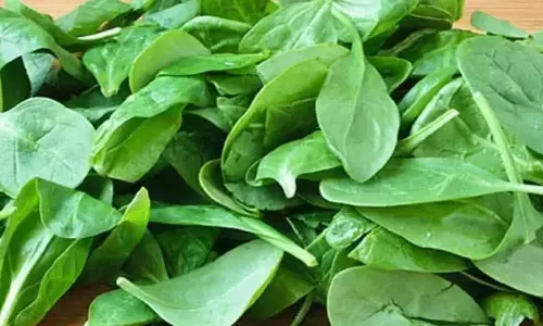 Spinach Side Effects: पालक का अधिक मात्रा में सेवन करने से होते हैं यें नुकसान