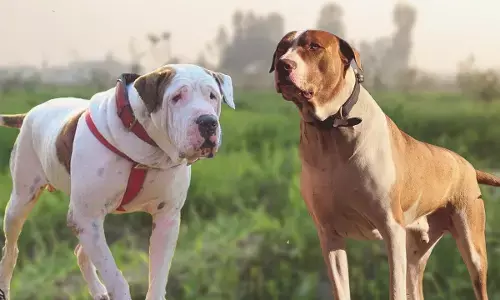 रीवा: कुत्ते पर ट्रक चढ़ाने के बाद दुखी ड्राइवर ने लगाई फांसी