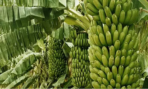 Agriculture and Farmer: अंगूर और केले के बाग हो रहे हैं बर्बाद तो किसान करे ये काम, जानिए!