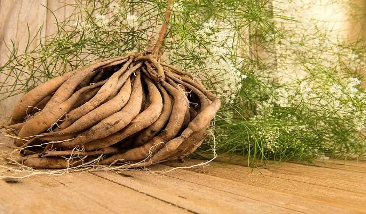 Shatavari Benefits in men: शतावरी के सेवन से होती हैं पुरुषों की समस्याएं दूर