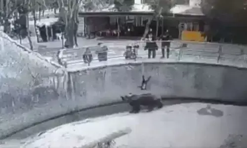 ताशकंद में एक मां ने अपनी 3 साल की बच्ची को भालू के बाड़े में फेंक दिया