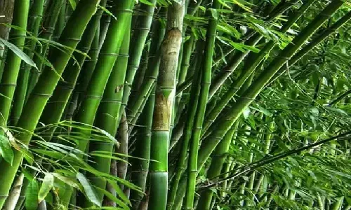 Vastu Tips: घर के इस दिशा में लगाएं बांस, कभी नहीं होगी पैसो की कमी