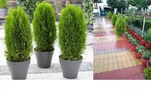 घर के इस दिशा में लगा दें ये पौधा, आपके पास दौड़कर आएगा पैसा, जानिए!