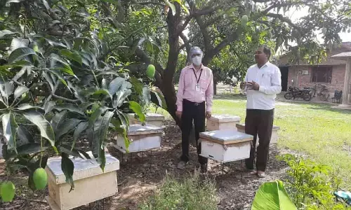 रीवा: नौकरी छोड़ शुरू किया शहद का व्यवसाय, कमा रहे प्रतिवर्ष 14 लाख