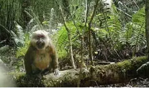 ZSI ने भारत में व्हाइट चीक्ड मैकोक की खोज की, 2015 में पहली बार चीन में खोजा था