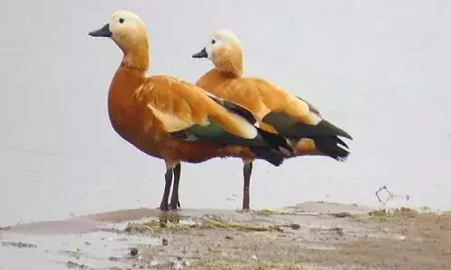 जो पति अपनी पत्नी के साथ करते है ऐसा काम वो अगले जन्म में बनते है चकवा पक्षी