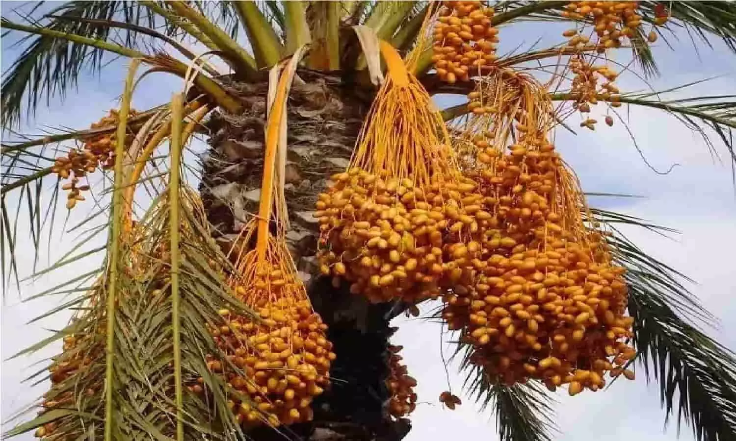 Date Palm Cultivation