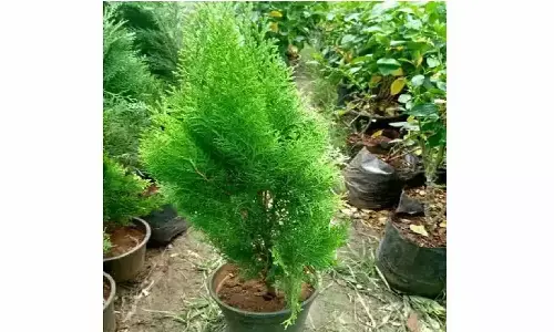 घर में मयूर पंखी पौधा लगाते ही पैसा खुद आपके पास भाग कर आएगा घर में मयूर पंखी पौधा लगाते ही पैसा खुद आपके पास भाग कर आएगा