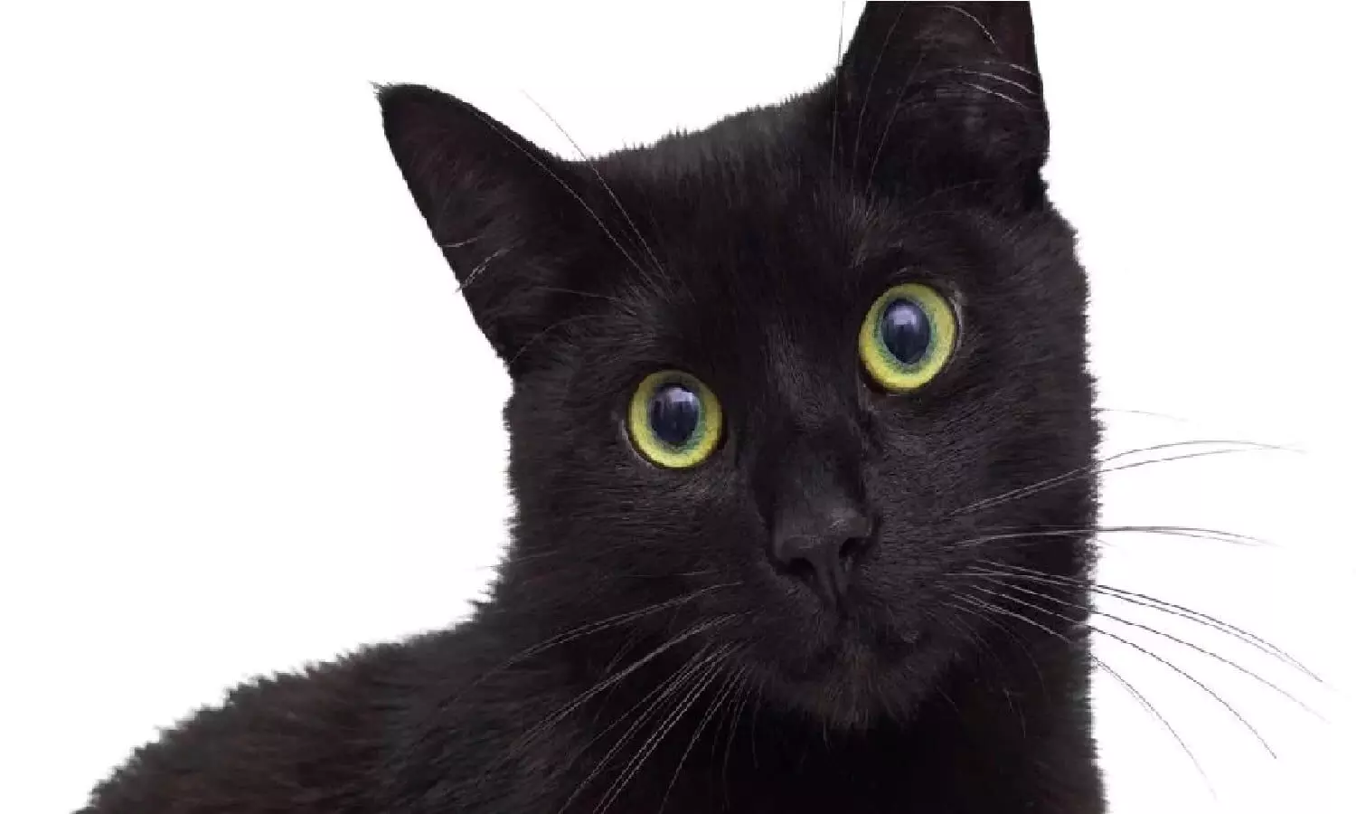 धोखे से सपने में दिख जाए ये जानवर तो समझ लें होने वाला है कुछ गन्दा, जानिए!