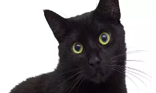 धोखे से सपने में दिख जाए ये जानवर तो समझ लें होने वाला है कुछ गन्दा, जानिए! धोखे से सपने में दिख जाए ये जानवर तो समझ लें होने वाला है कुछ गन्दा, जानिए!