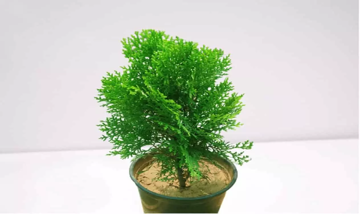 Vastu Tips: ऐसा पौधा जो धन और गुडलक को आकर्षित करता है