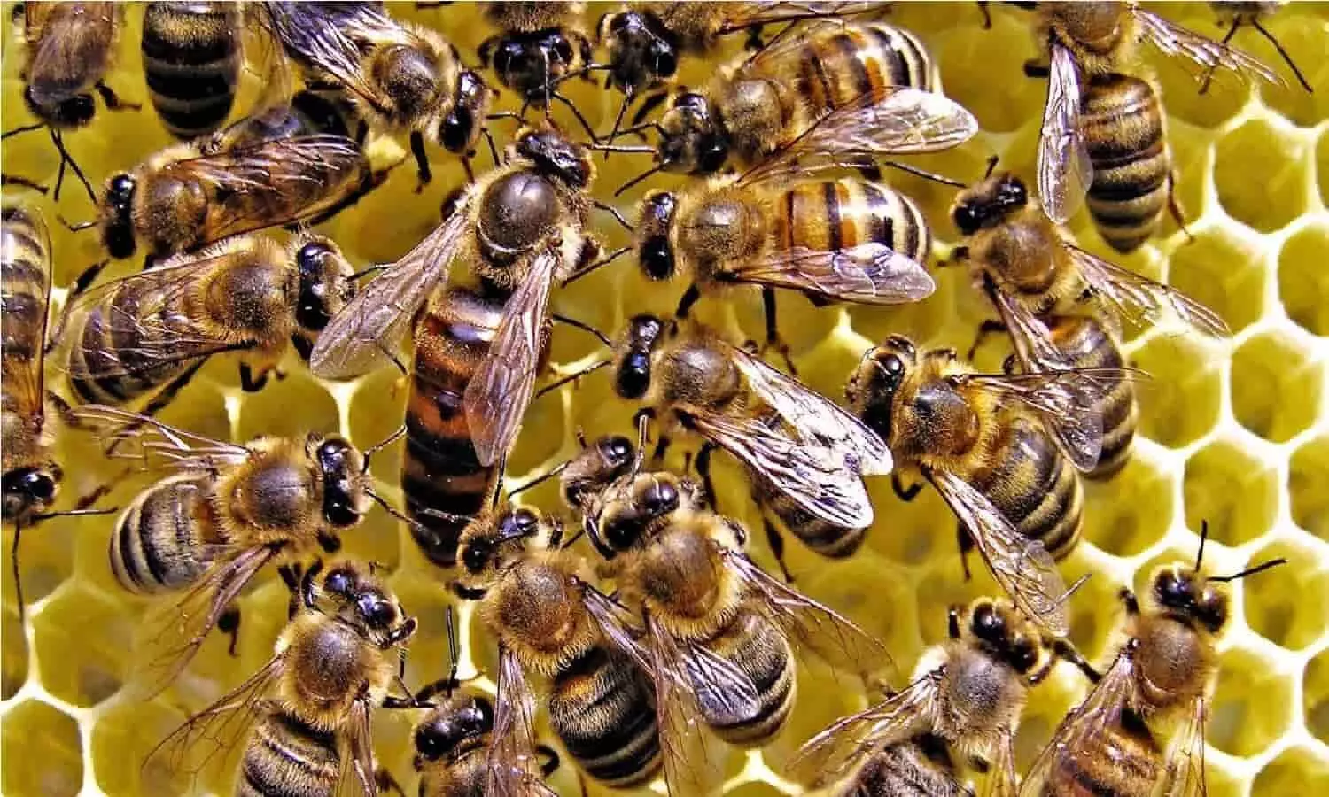 सतना: अंतिम संस्कार में भगदड़, मधुमक्खियों के काटने से एक दर्जन ग्रामीण घायल