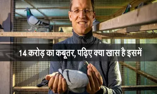 14 करोड़ में नीलाम हुआ एक कबूतर, उसमे ऐसा क्या खास था और किसने खरीदा