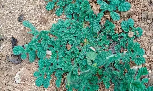 धोखे से भी अगर इस घास पर पड़ गया आपका पैर तो चली जाएगी याददाश्त, मध्यप्रदेश और छत्तीसगढ़ में है ये घास : GK IN HINDI धोखे से भी अगर इस घास पर पड़ गया आपका पैर तो चली जाएगी याददाश्त, मध्यप्रदेश और छत्तीसगढ़ में है ये घास : GK IN HINDI