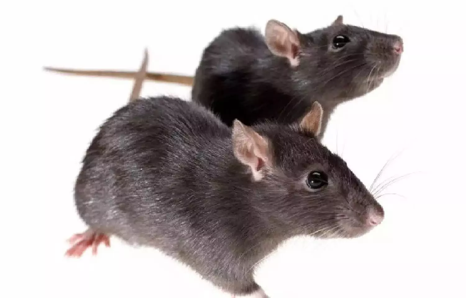 अगर घर में अचानक बढ़ने लगे बहुत सारे चूहे तो हो जाएं सावधान, नहीं तो होगा कुछ ऐसा