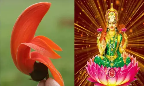 मां लक्ष्मी को चढ़ाए सिर्फ एक बार ये फूलने वाला फूल, घर में होगी बेशुमार दौलत
