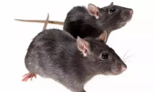 अगर घर में अचानक बढ़ने लगे बहुत सारे चूहे तो हो जाएं सावधान, नहीं तो होगा कुछ ऐसा