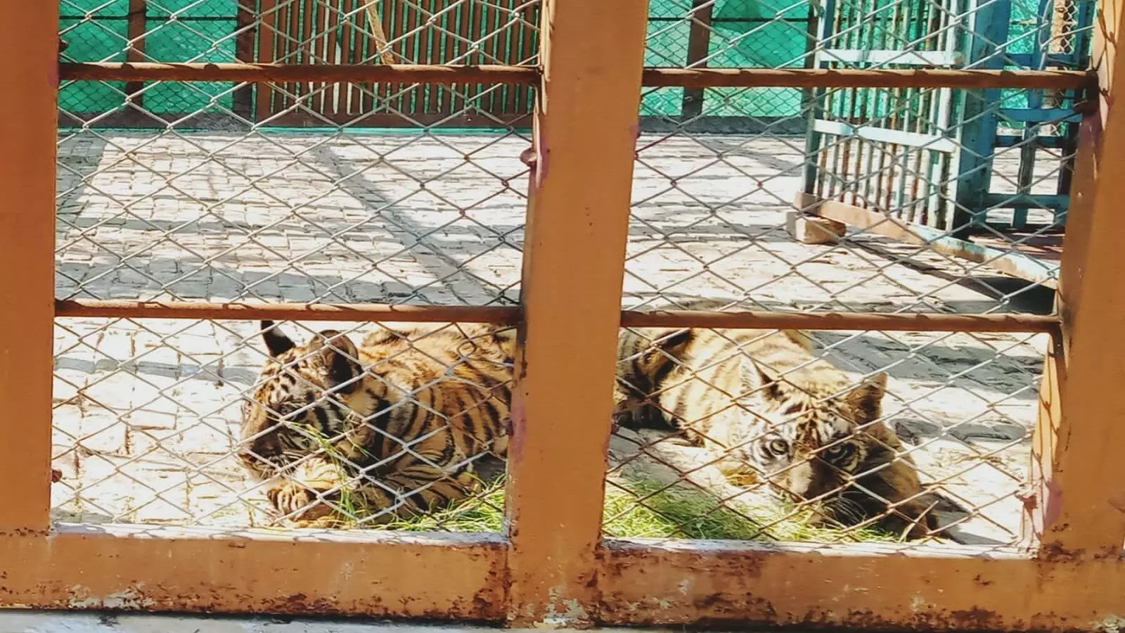 Wildlife: बाघिन ने जंगल में शावकों को जन्म देकर छोड़ा तो मुकुंदपुर ज़ू की टीम ने उन्हें पाल लिया