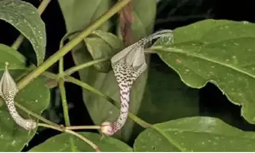 अरुणांचल जंगल में बाघ की तलाश करने वाले शख्स को कुछ ऐसा मिला जिसकी किसी को उम्मीद नहीं थी अरुणांचल जंगल में बाघ की तलाश करने वाले शख्स को कुछ ऐसा मिला जिसकी किसी को उम्मीद नहीं थी