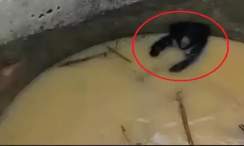 Singrauli mp news Singrauli mp news